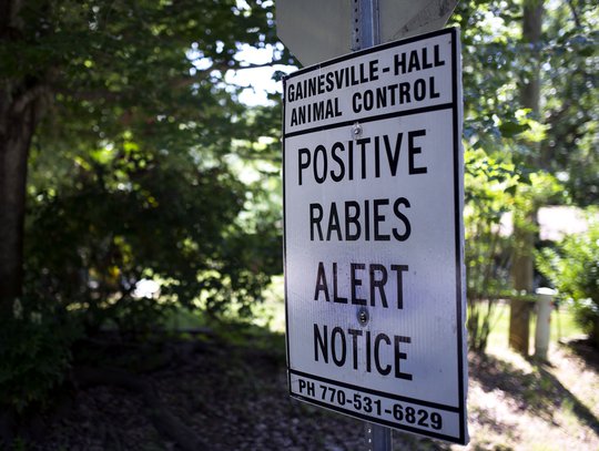 Rabid dog confirmed in North Hall after contact with a person — Gainesville Times